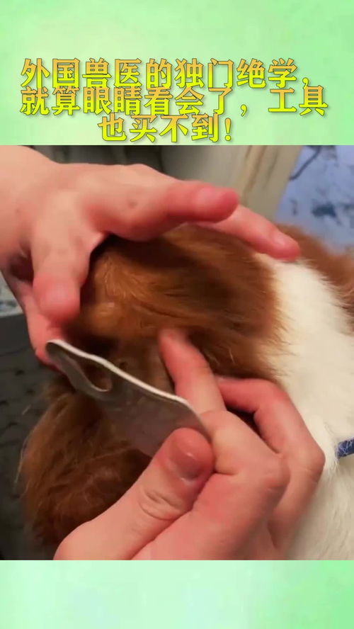 異國獸醫(yī)技藝 那些眼能看會，卻無處可覓的獨門工具